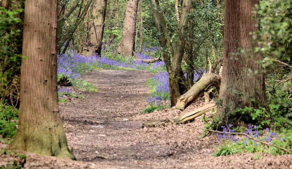 Woodland Walk